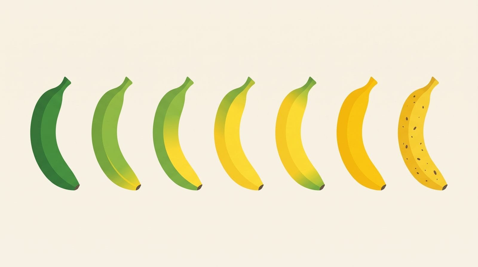 Seven banana hands in a row progressing from fully green to yellow flecked with brown