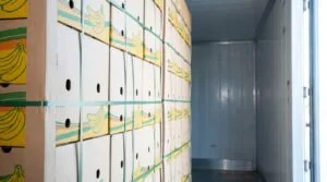Banana export packaging and container loading: vented export cartons stacked ready for stuffing