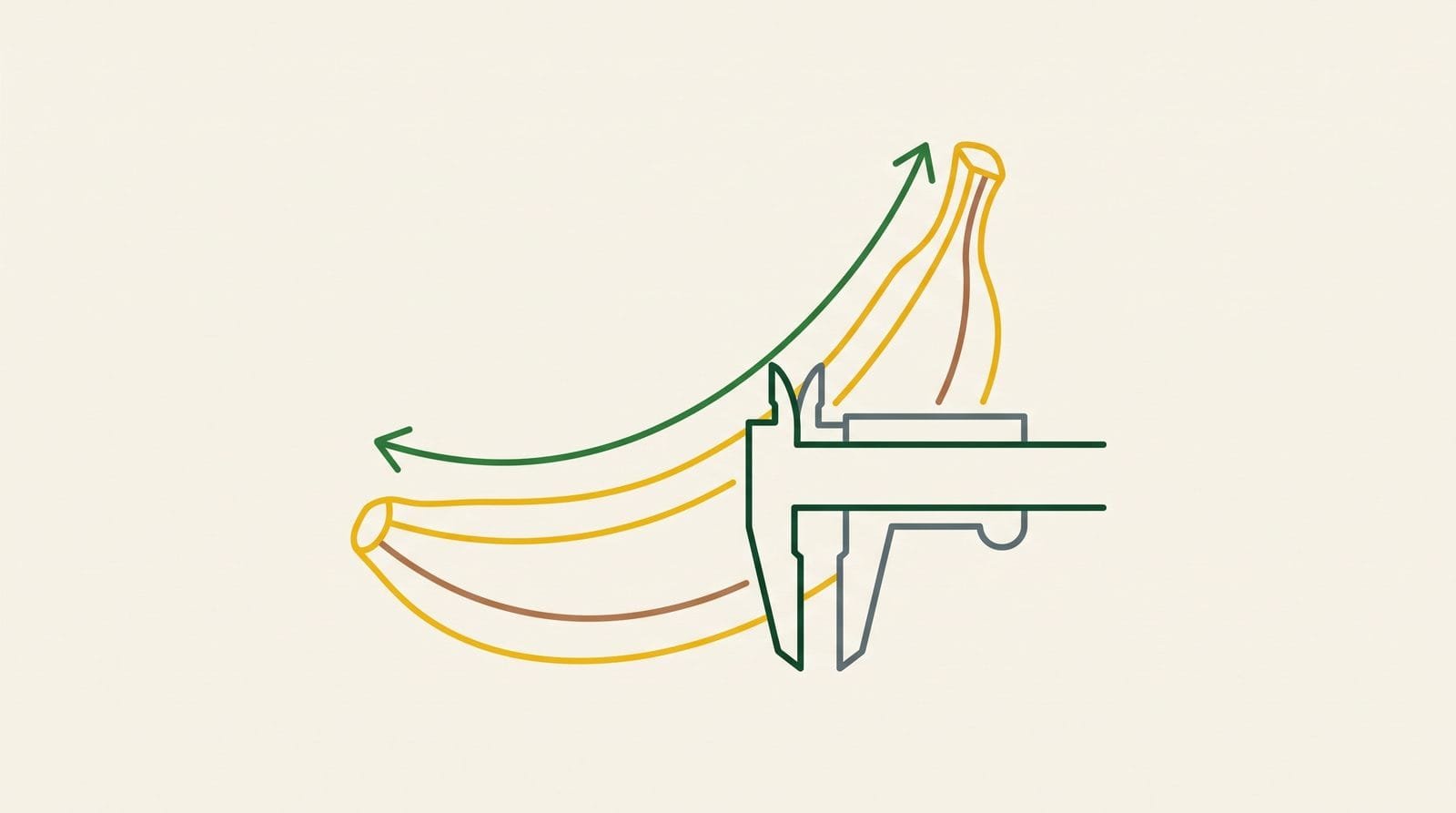 Diagram showing banana length measured along the convex face and grade measured across the middle