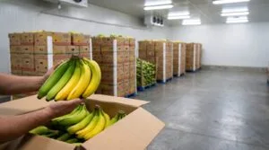 Banana ripening stages colour index: cartons stacked in a ripening room part way through a cycle
