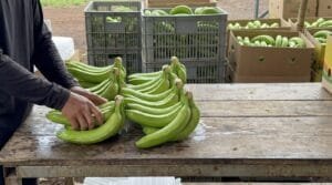 Graded Cavendish banana hands on a packing table showing sizes checked before packing