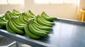 Halal certification for fresh fruit in Malaysia: whole unprocessed bananas graded on a packing table