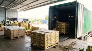 How to import bananas from Vietnam: packed cartons moving from the packhouse to a waiting reefer