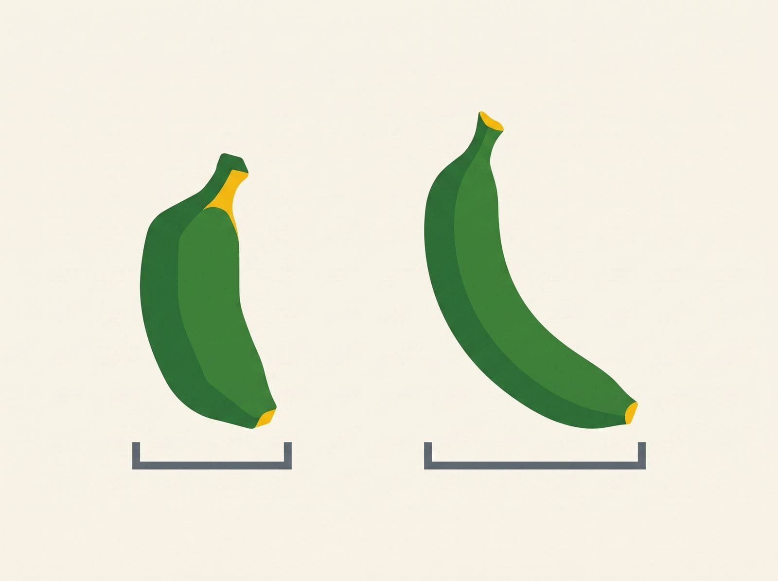 Diagram comparing a short local dessert banana finger with a longer export grade finger