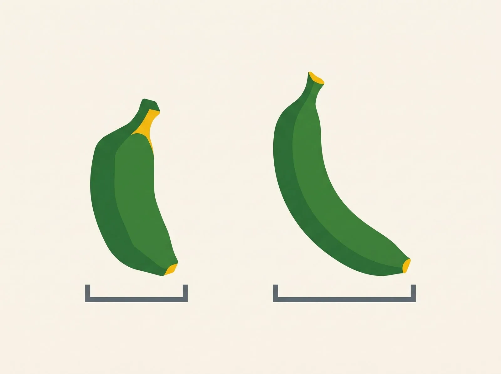 Diagram comparing a short local dessert banana finger with a longer export grade finger