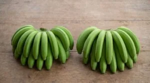 Pisang berangan vs cavendish: a short dense local hand beside a long graded export hand