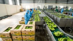 Exporting bananas to china: graded fruit moving through a registered packing house line