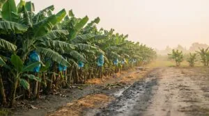 Why malaysia imports bananas: rows of a tropical banana plantation with gaps in the planting