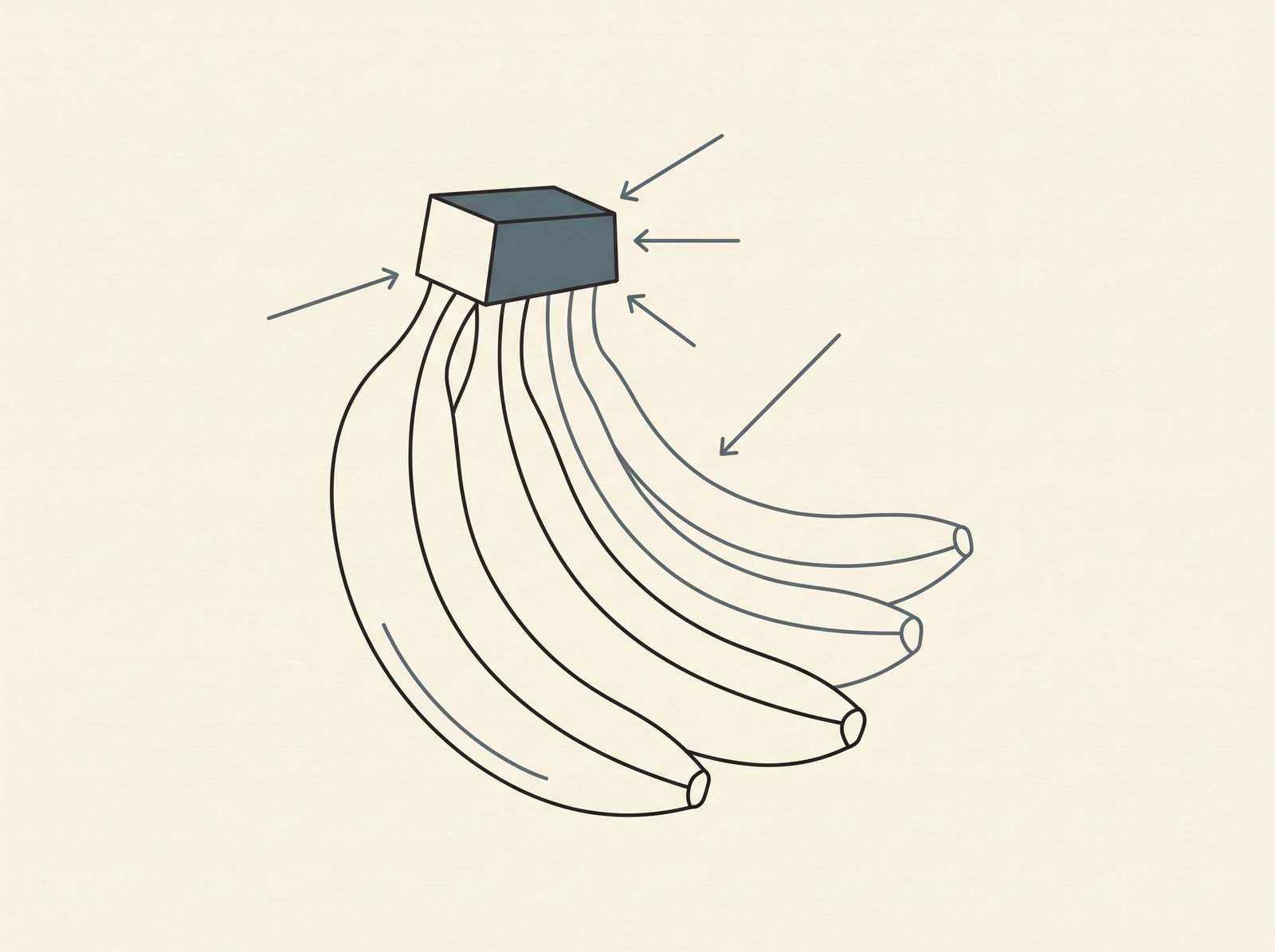 Line diagram of a banana cluster showing the trimmed crown as the open surface where infection enters