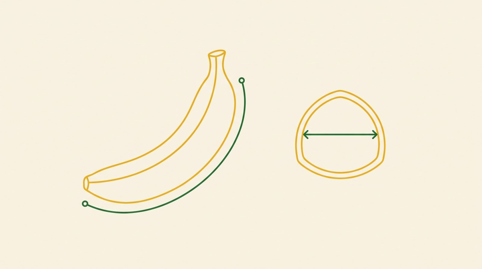 Line diagram of a banana finger showing length along the convex face and a cross section with thickness