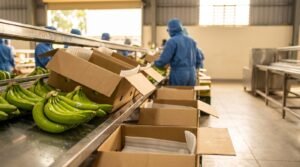 Buying bananas direct from vietnam vs through intermediary: graded hands at a Vietnamese packing line