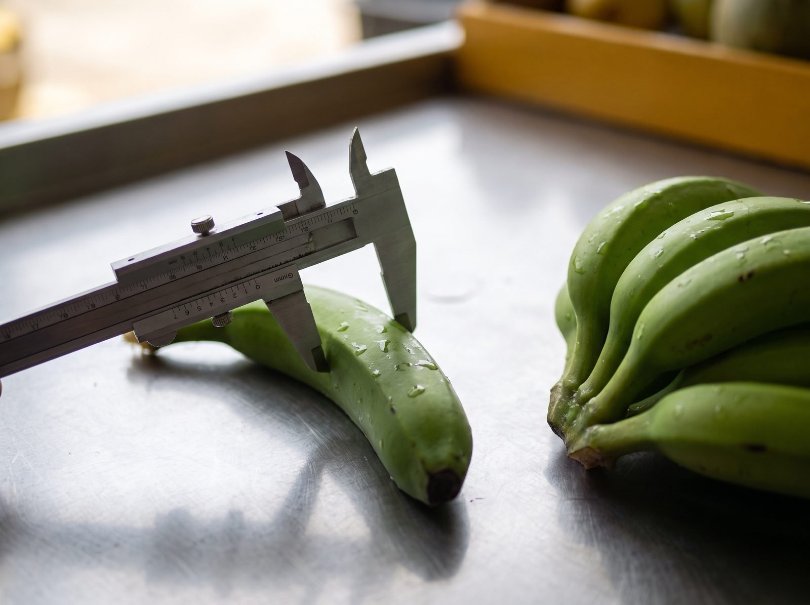 Close-up of a caliper gauge measuring the thickness of a green banana finger on a grading table