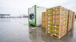 SFA licence context: fruit cartons staged for inspection at a Singapore container terminal