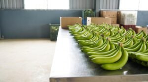 Vietnam banana supplier singapore: graded Cavendish hands prepared for retail pre-pack