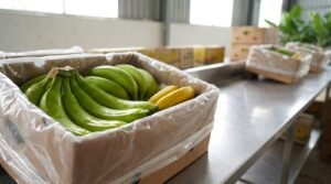 Graded Cavendish clusters in an export carton from a vietnam banana supplier uae buyers can trial
